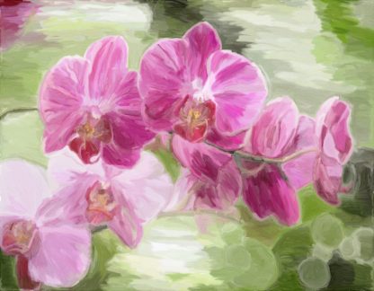 Orchids