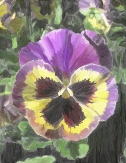 Pansy