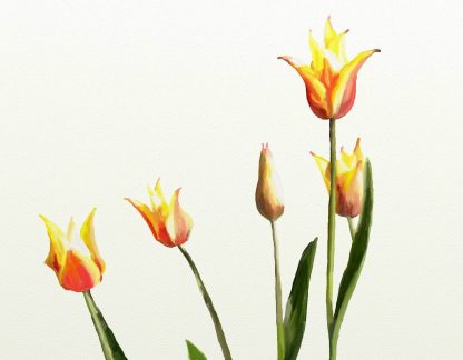 Star Gazy Tulips