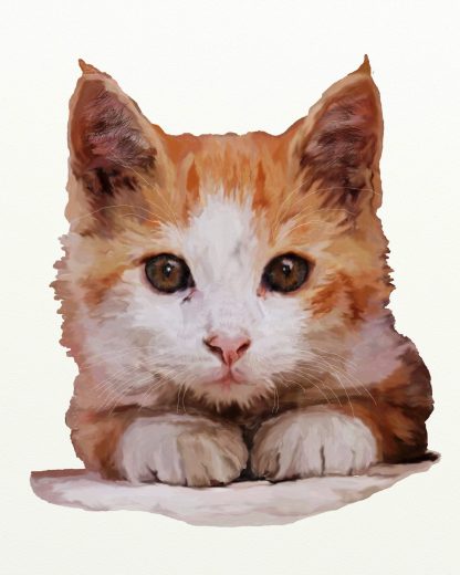 Ginger & White Kitten