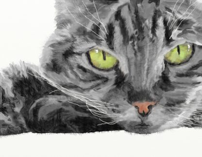 Grey Tabby Face