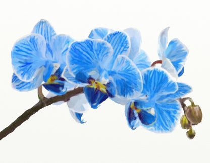 Blue Orchids