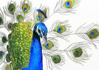 Peacock