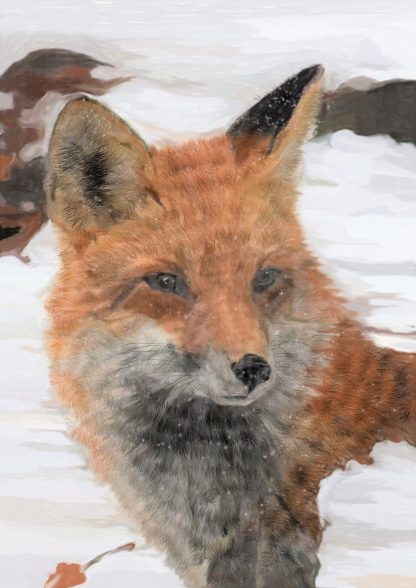 Fox in Snow