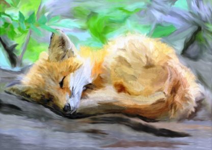 Sleeping Fox Cub